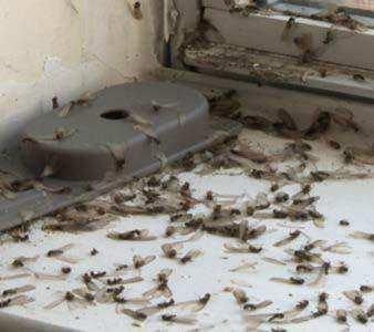 In addition, the swarming of subterranean termites is an alarming seasonal event for homeowners.