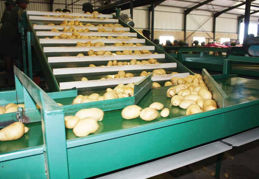 Pack house and marketing efficiency: Sandveld 2017 Pieter van Zyl and Eugene Strydom, Potatoes South Africa The project focusses on the processes involved to get the potatoes ready for the market.
