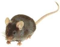 3. Doogie mouse- It is a type of transgenic mouse with improved level of hearing and learning capacity.