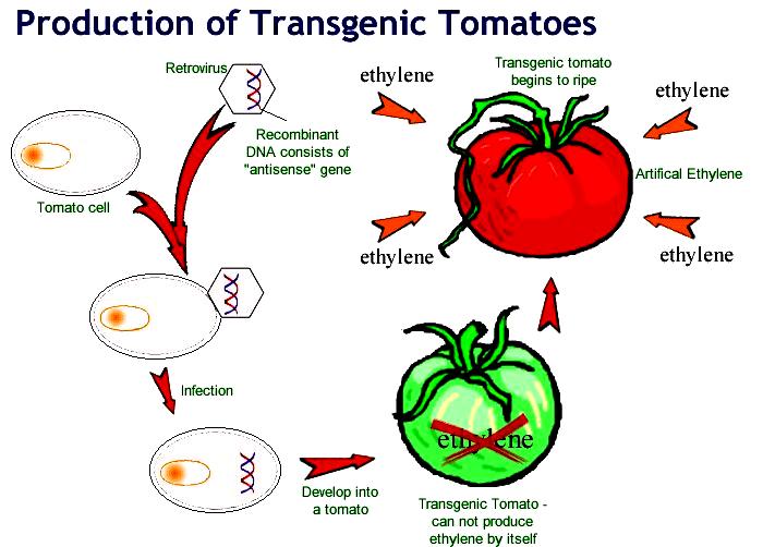 and ornamentals species. Herbicide resistant transgenic plants like cotton, flax, canola, corn and soya-bean have already released. IV. Transgenics for Quality: 1.