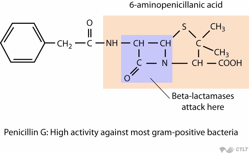 Drug Resistance Mechanisms: Drug Destruction Some drug-resistant organisms produce enzymes that attack and destroy drugs For example, β-lactamases break a specific chemical bond in penicillin and its
