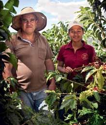 South America The progress in Brazil, the second biggest producer of AAA coffee after Colombia, is also encouraging.