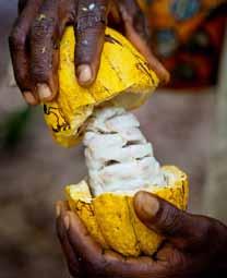 Raw material procurement Nestlé has identified 12 commodities (palm oil, pulp and paper, sugar, soy, seafood, vanilla, hazelnuts, cocoa, meat, coffee, dairy and shea) with a potential threat to