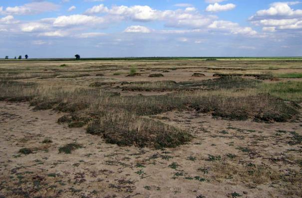 Grassland ecosystem typology INLAND SALT STEPPES Salt steppes and their associated