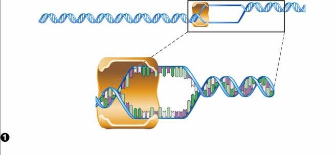 11.4 How Is The Information In A Gene Transcribed Into RNA?