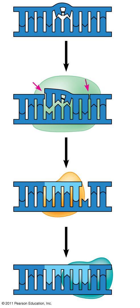 Nuclease DNA polymerase DNA Repair When DNA is damaged it is essential that the DNA is repaired so it can be replicated and expressed properly.