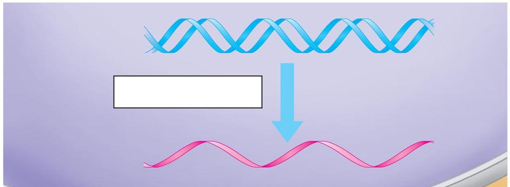 DNA Nucleus Cytoplasm DNA