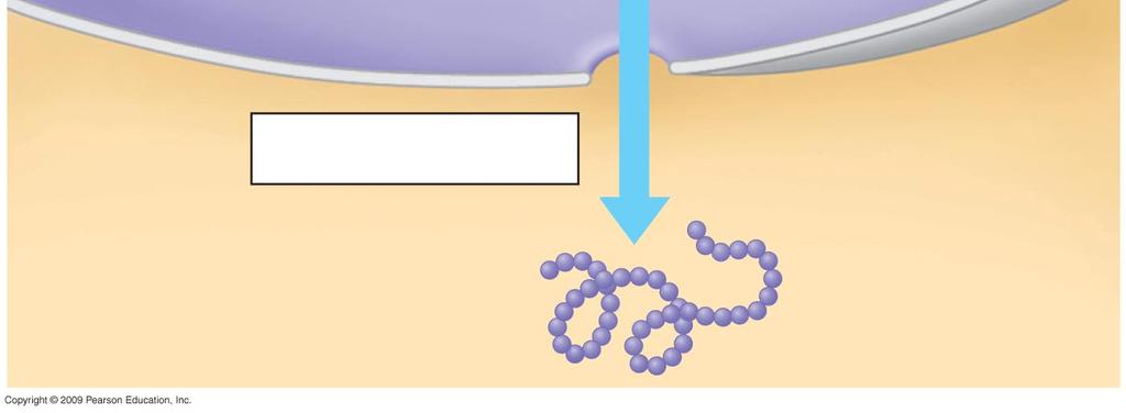 DNA Transcription RNA Nucleus