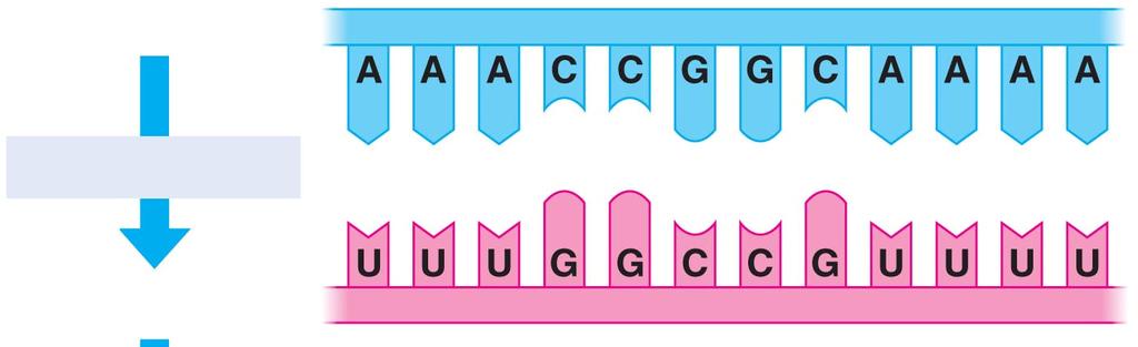 DNA strand Transcription RNA