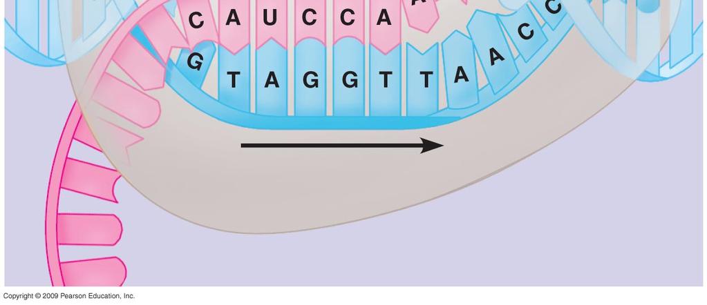 strand of DNA RNA polymerase DNA of gene