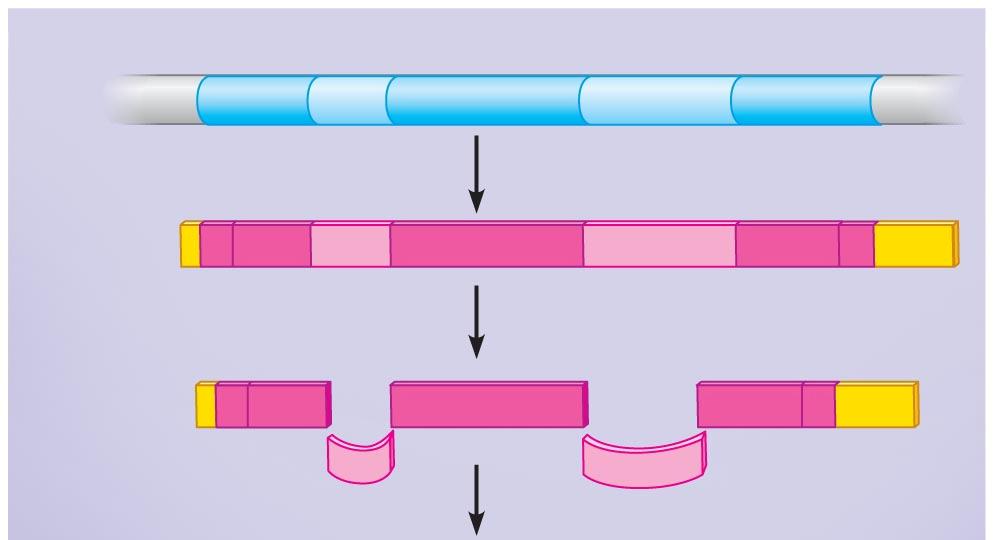 DNA RNA transcript with cap and tail Cap Exon