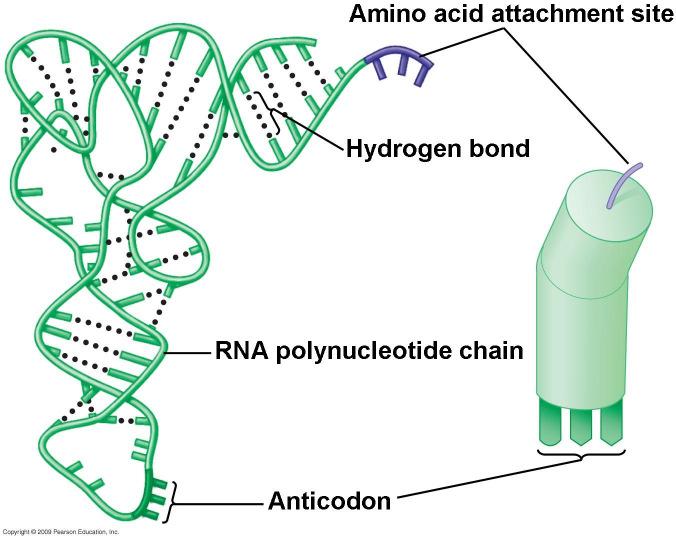 An amino acid attachment site allows each trna to carry a specific amino acid An anticodon allows the trna