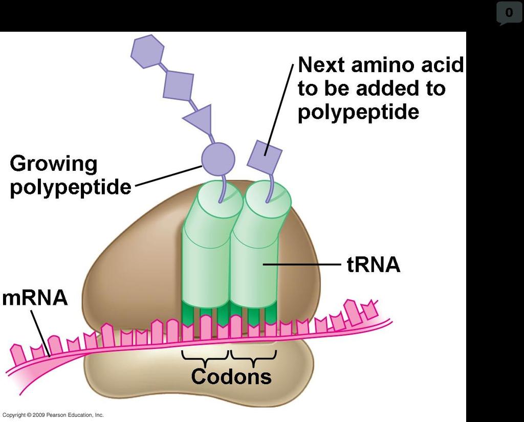 Large ribosomal subunit P site A site mrna 1 Start codon Small ribosomal subunit 2 1. ELONGATION Stages of Translation 1. Amino acids added one by one 2.