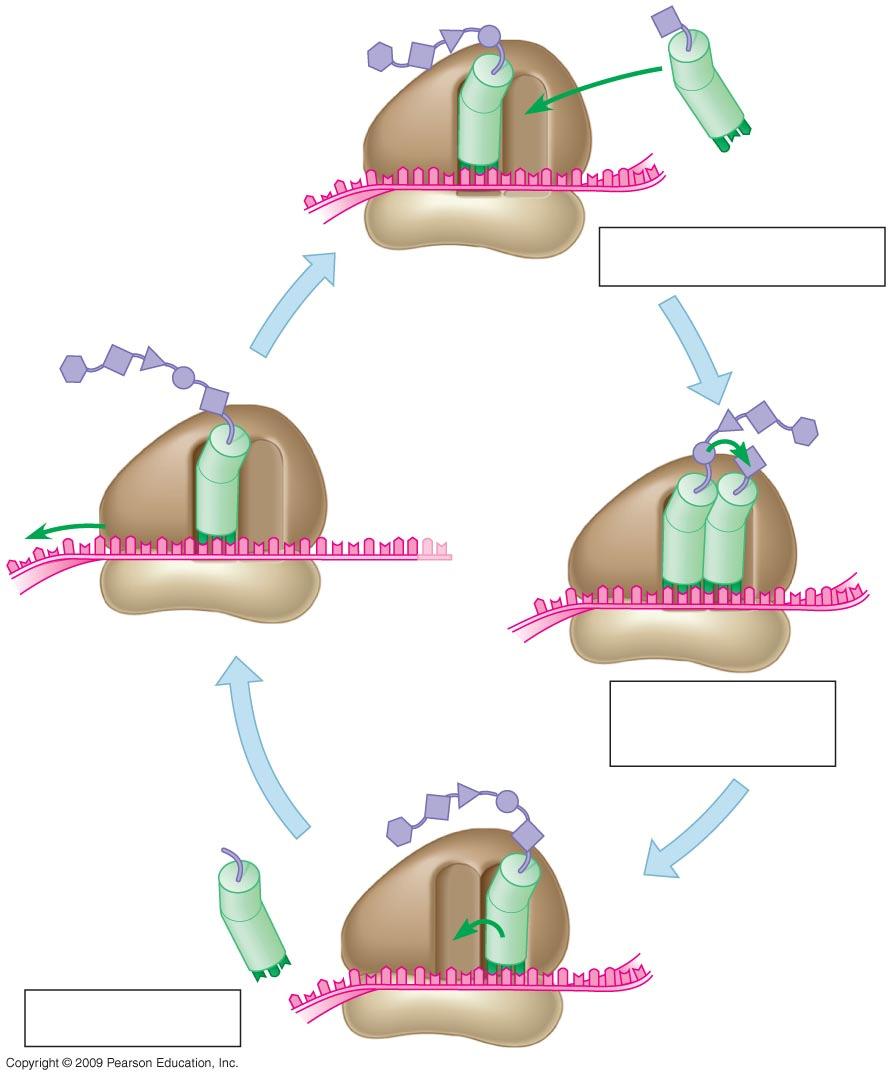 1. TERMINATION Stages of Translation 1. Elongation continues until stop codon is reached in A site 2. Completed polypeptide released, exits ribosome 3.