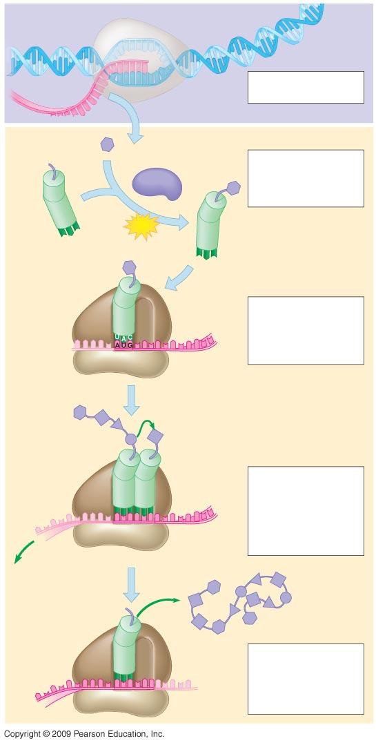 DNA Transcription mrna RNA polymerase 1 mrna is transcribed from a DNA template. Amino acid Translation Enzyme 2 Each amino acid attaches to its proper trna with the help of a specific enzyme and ATP.