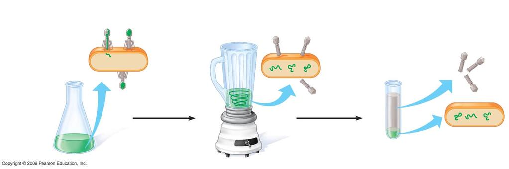 2 Agitate in a blender to separate phages outside the bacteria from the cells and their contents.