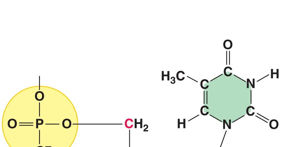 Thymine (T) Pyrimidines Cytosine (C) Adenine (A) Purines Guanine (G)