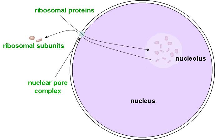 Steps in the Synthesis, Assembly and Translocation of Ribosome Subunits a. RNA molecules for assembly into ribosome subunits are transcribed in the nucleolus of eukaryotic cells. b.