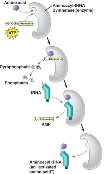 Activating an Amino Acid (= Charging a trna) Textbook fig. 17.15, p. 338 The cell produces a distinct synthetase for each different trna.