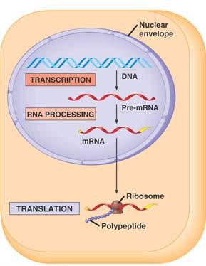 In the nucleus of eukaryotic cells: The primary transcript must first be processed, then must exit through nuclear pores, in order to facilitate translation in the cytoplasmic matrix.