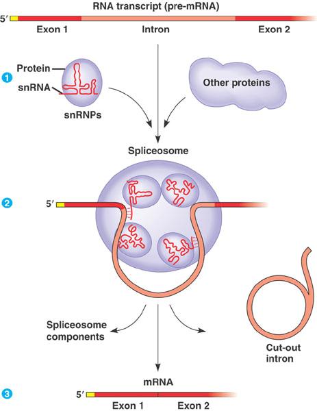 The Use of Spliceosomes to Remove Introns From Molecules of RNA Textbook Fig. 17.11, p.