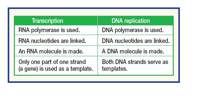 DNA Replication vs.