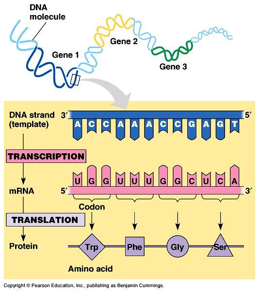 mrna codes for proteins in triplets DNA TACGCACATTTACGTACGCGG!