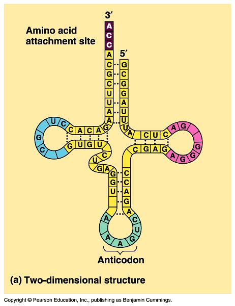 trna Structure clover leaf structure Anticodon - three bases on trna