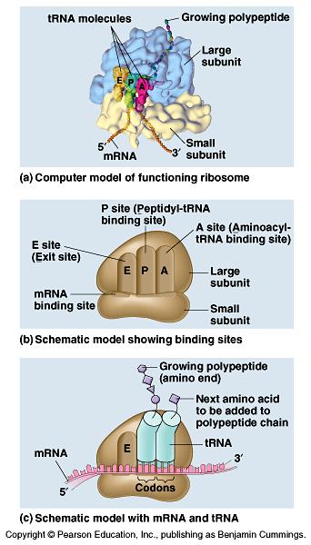 Ribosomes Structure Made up of rrna P site holds trna carrying growing polypeptide chain A site holds trna
