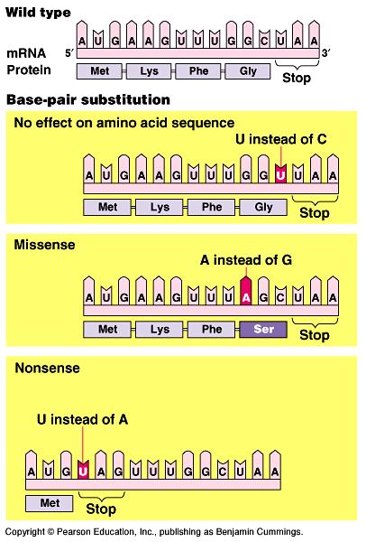 Point Mutations Single base change 3 Outcomes 1. Silent mutation no amino acid change 2.