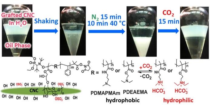 CELL 197 Grafting well-defined CO2-responsive polymers to cellulose nanocrystals via nitroxidemediated polymerization: Effect of graft density and molecular weight on dispersion behaviour Joe Glasing