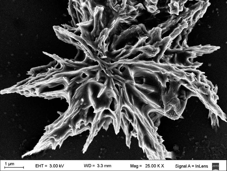 Bioproducts and Biosystems, Aalto University, Espoo, Finland We discuss lignin and nanocelluloses (cellulose nanofibrils, CNF and cellulose nanocrystals, CNC as well as bacterial celluloses) as