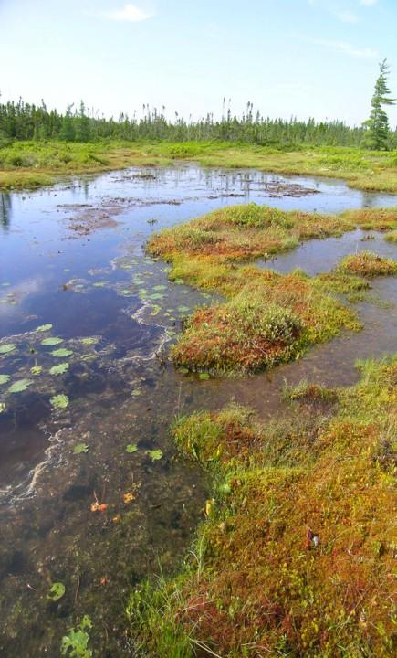 Peatlands and wetland ecosystems The carbon pool in peatlands is big: >600 PgC globally determining controls on future dynamics is an important part of carbon cycle feedbacks to climate change Peat