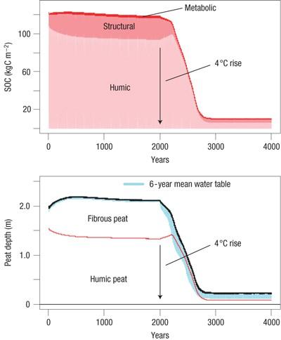 Positive feedbacks on soil texture may accelerate any peat loss Feedback between the water table and peat depth increases the sensitivity of peat decomposition to temperature