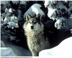Case Study: Wolves In Yellowstone Ranchers oppose: why?