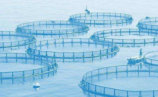 Only Monitoring fees are included in financials Cyclical orders received, but no magnitude or frequency indicated Point of need aquaculture test developed in collaboration with