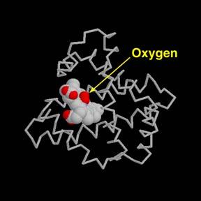 The iron atom at the center of the heme group holds the oxygen molecule tightly. Compare the two pictures.