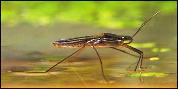 Water Striders in Nature Staying on water using surface tension Surface tension >> Buoyancy L