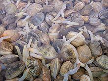 Establish a sampling programme of bivalve molluscs in the production area.