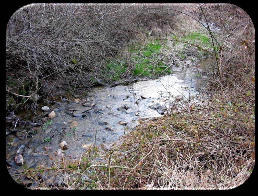 The creek, which drains from this property and flows directly into