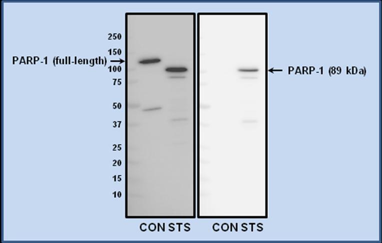 Figure 5. PARP-1 (cleaved) antibody specificity demonstrated by Western blotting.
