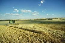 Organic Grain, Pulse, Oilseed Washington State Acres 16, 14, 12, 1, Acres 8, 6, 4, 2, Corn Wheat 24 25 26 27 28 29 21