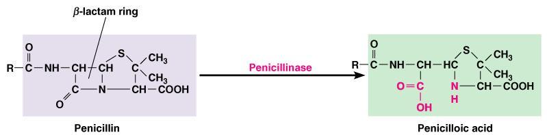 Inhibitors of Cell Wall Synthesis Penicillin