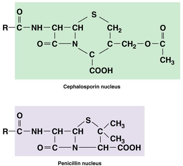 Inhibitors of Cell Wall Synthesis Cephalosporins 2 nd, 3 rd, and