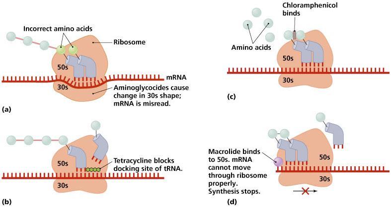 Inhibition of Protein Synthesis