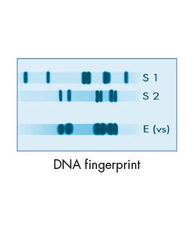 Forensic Science The precision and reliability of DNA fingerprinting has revolutionized forensics the scientific study of crime scene evidence.