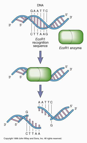 DNA back together re-establishes the bond between bases EXAMPLE: Gene of Interest: Example Insulin Gene