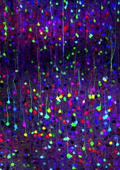 Brainbow: transgenic mice