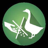 PROGRAMS TARGETED AT PREVENTING PHOSPHORUS POLLUTION Pick up after your pet Don t feed geese and