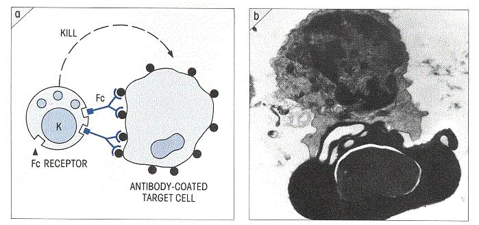 Antibody Dependent